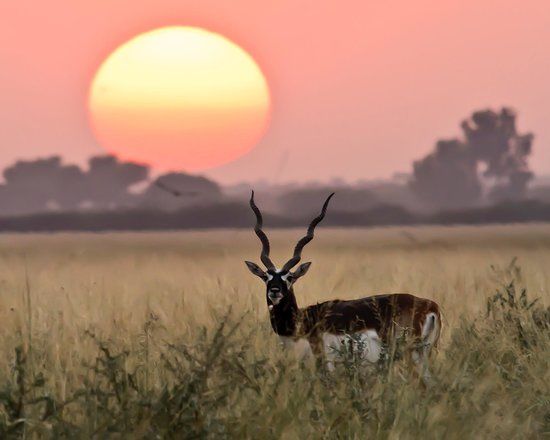 Tal Chhapar Sanctuary